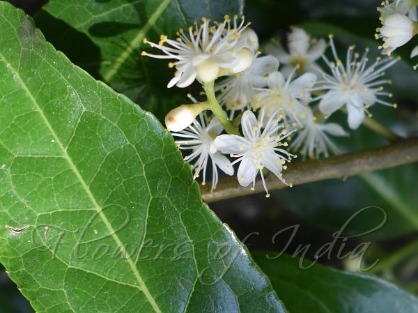 10 Graines De Symplocos Paniculata (Sapphire Berry, Arbuste Décoratif)